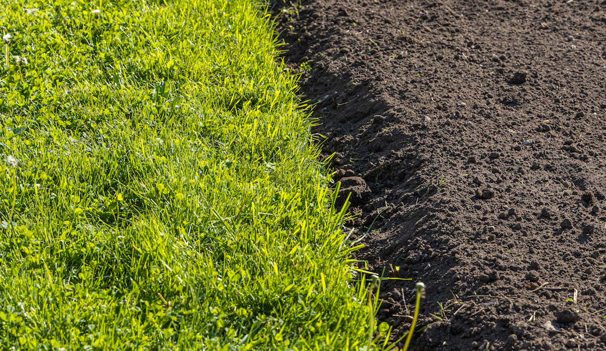 Bluegrass lawn on left side and soil with seeds on right side.