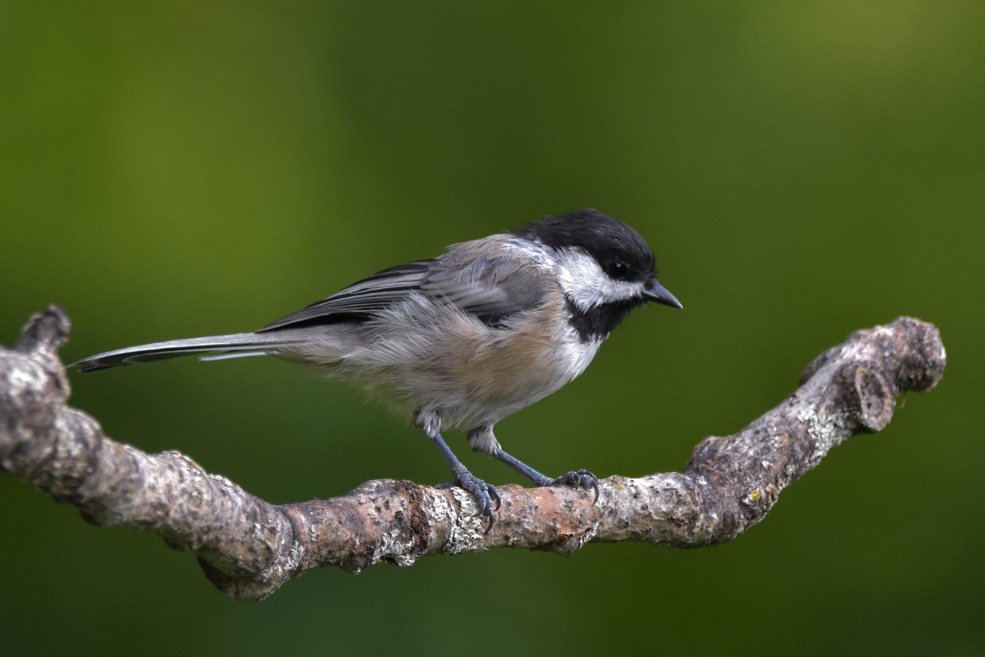 chickadee bird