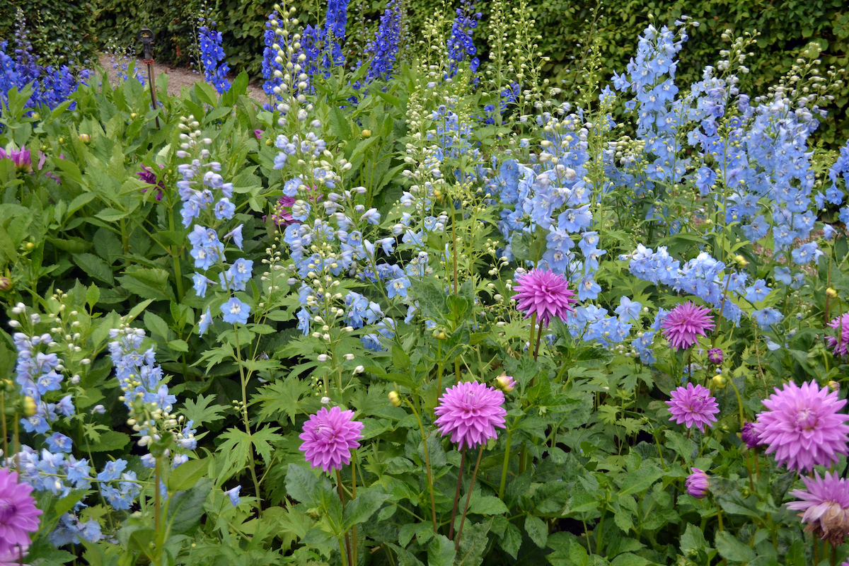 True blue flowers growing with pink flowers