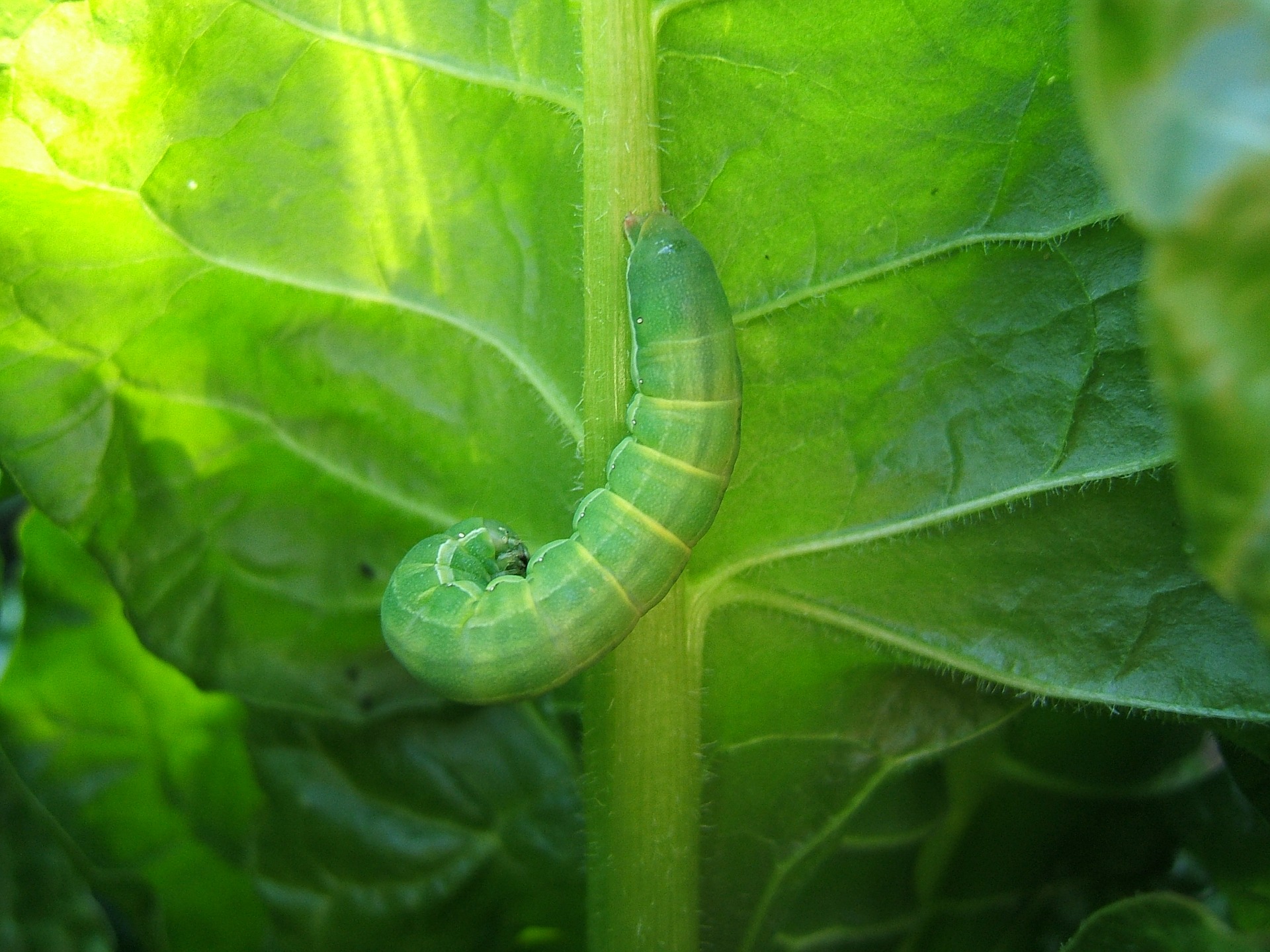 green caterpillar on a plant