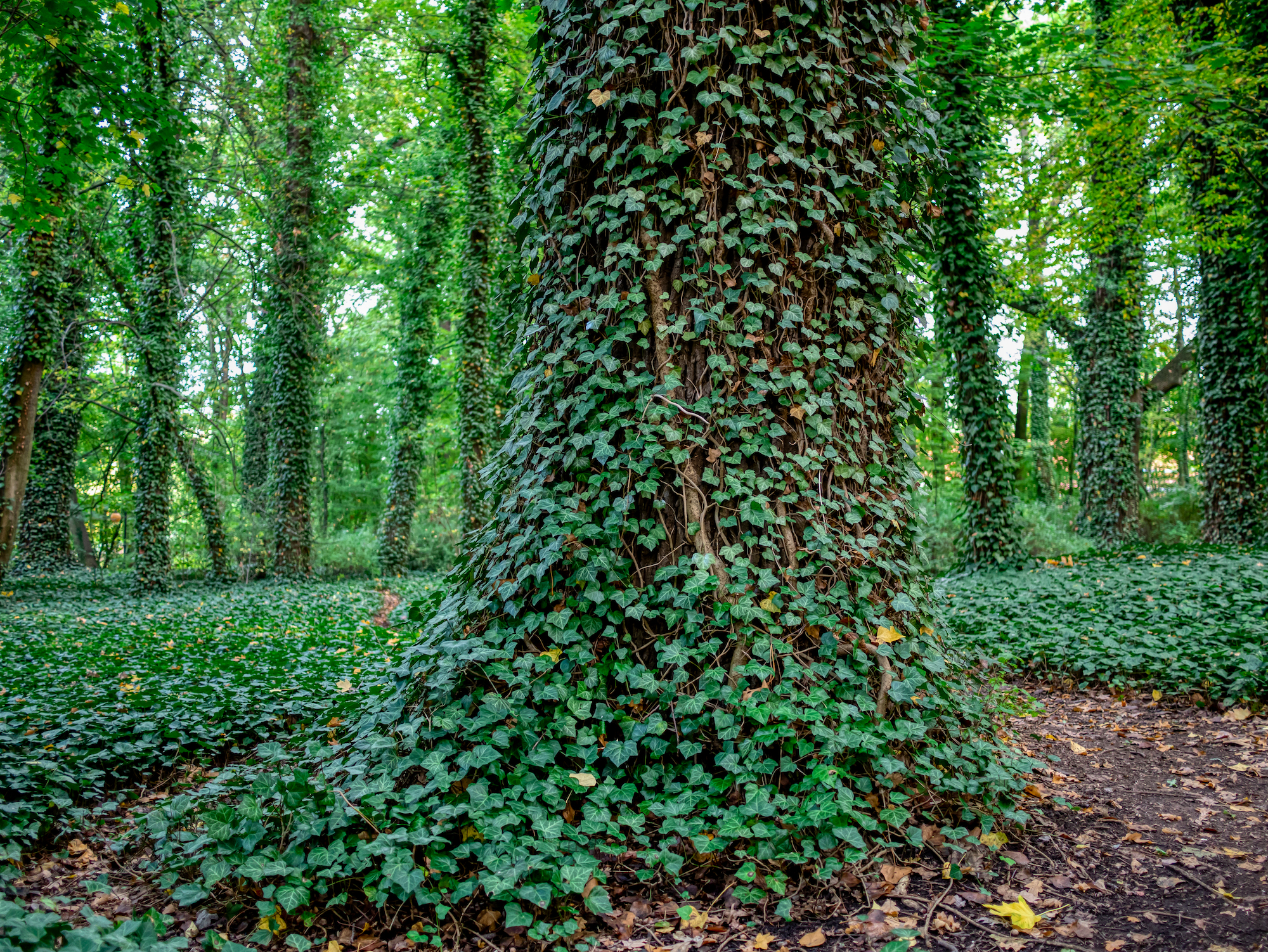 english ivy on a tree