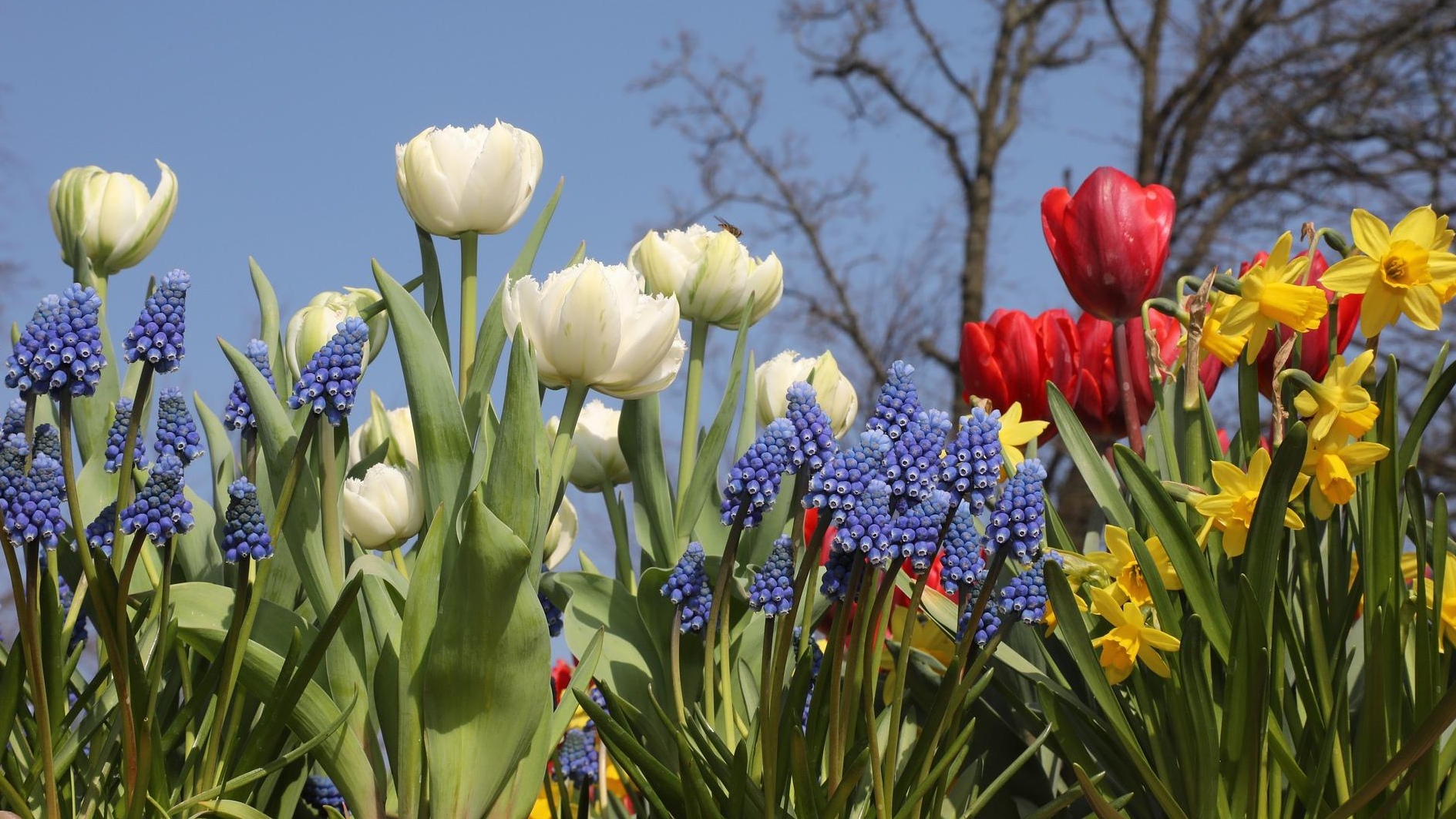 bulbs that were planted in the fall flowering in the spring.