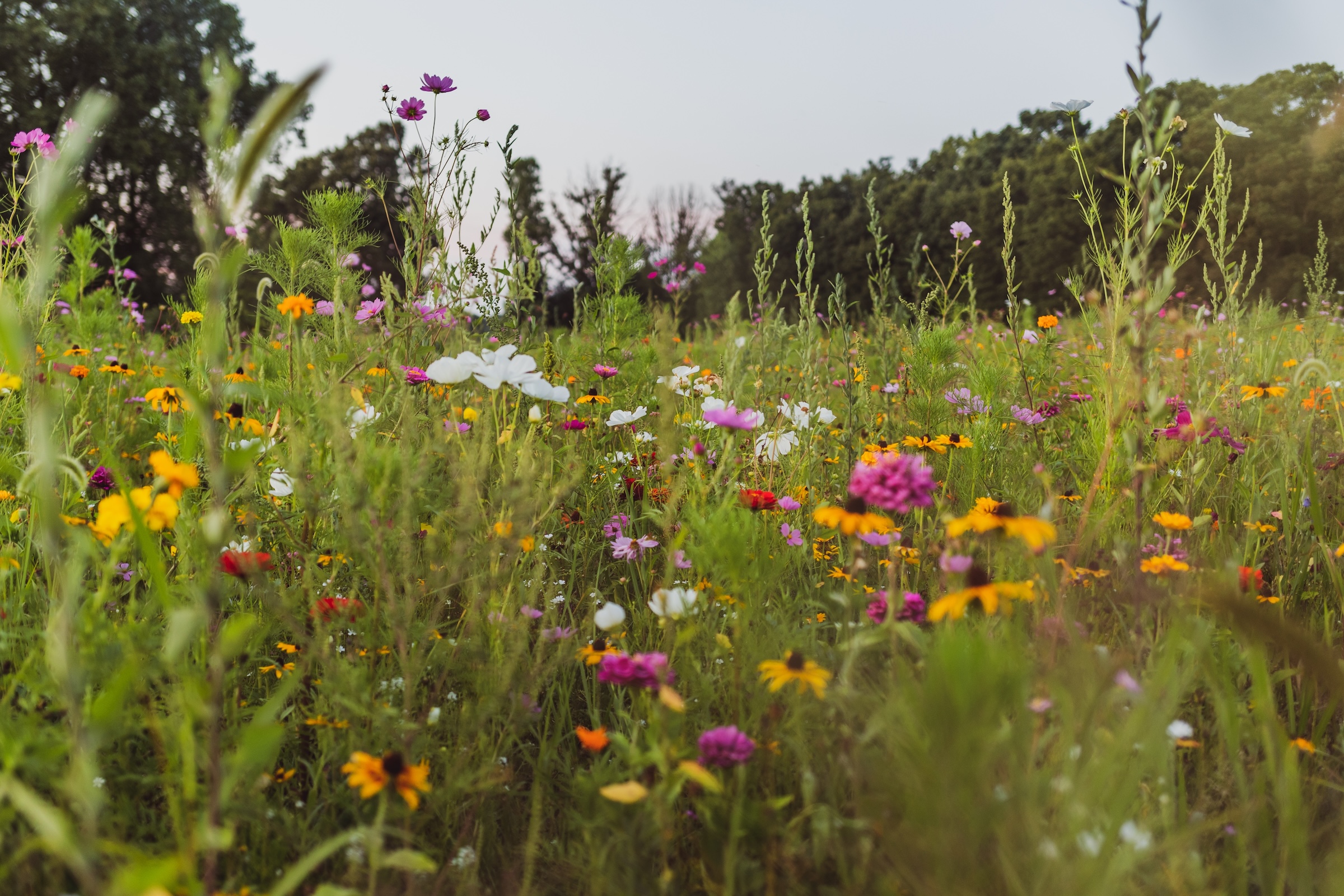 Summer meadow with Zinnia, Marigold, Cosmos, Black Eyed Susan, Midwest wildflower field.