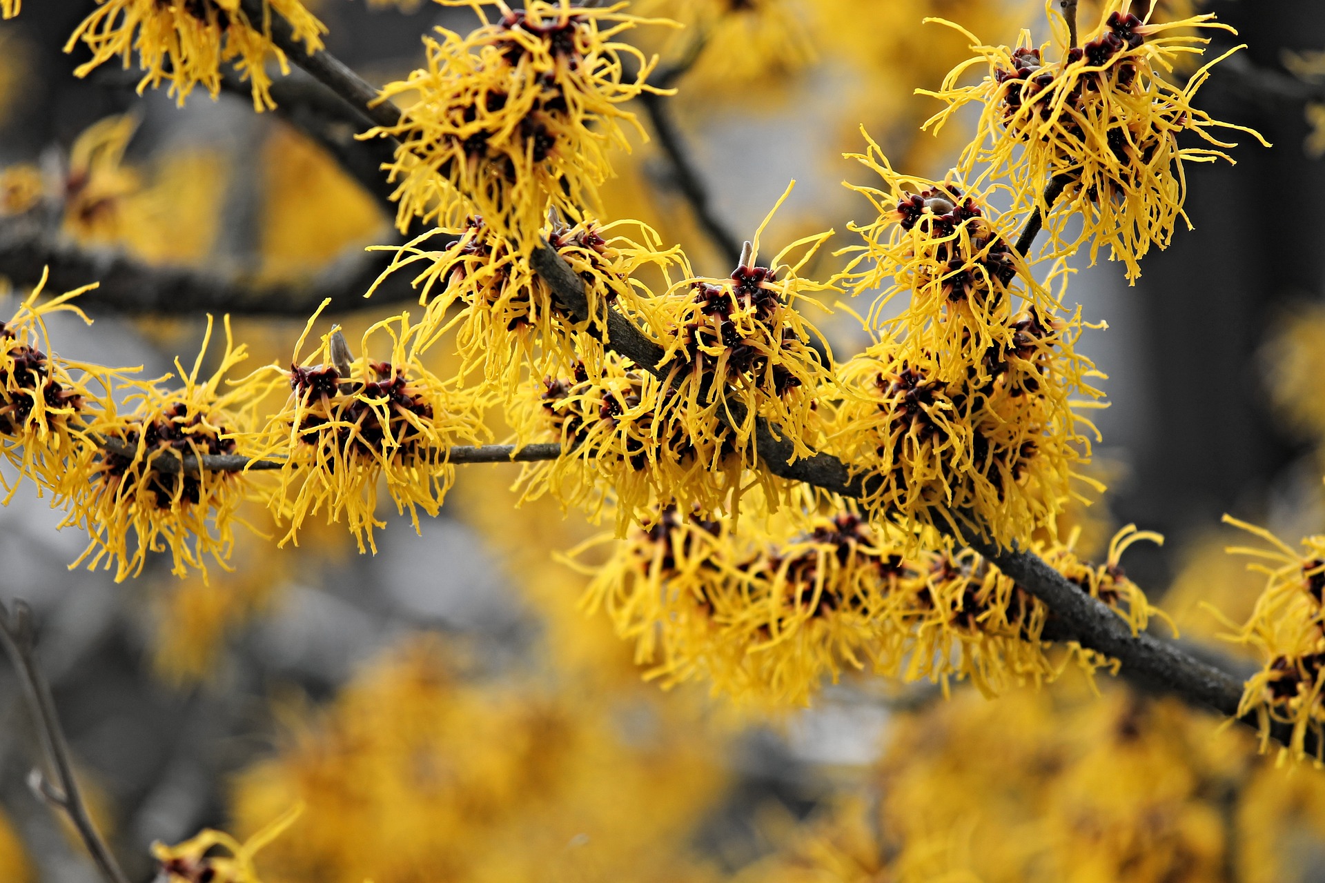 Witch Hazel blooming in wintertime