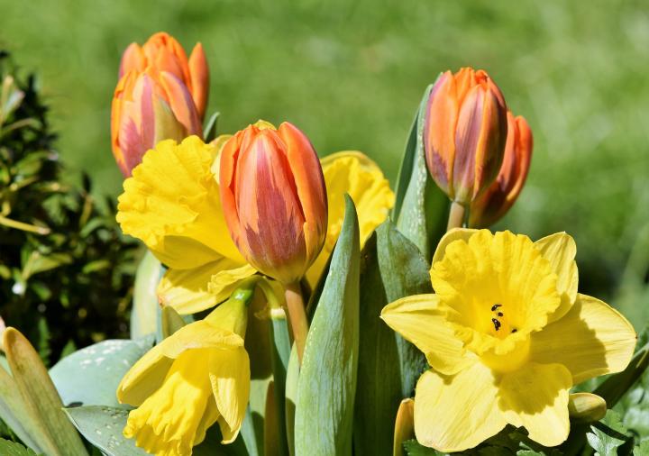 daffodils