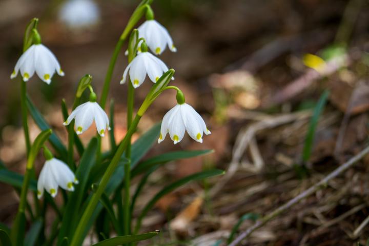 flower-3224622_1920_full_width.jpg