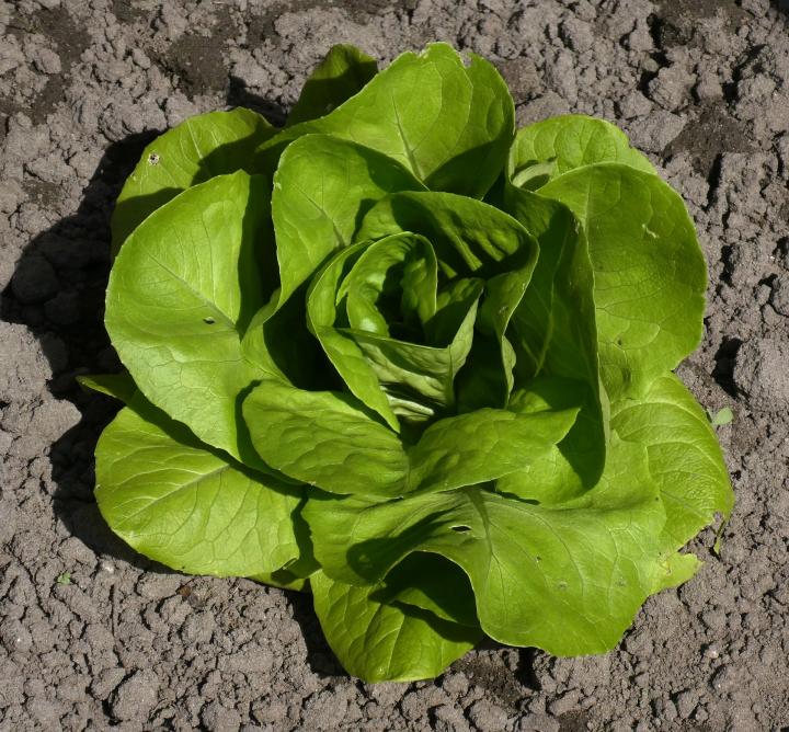 lettuce growing in shade