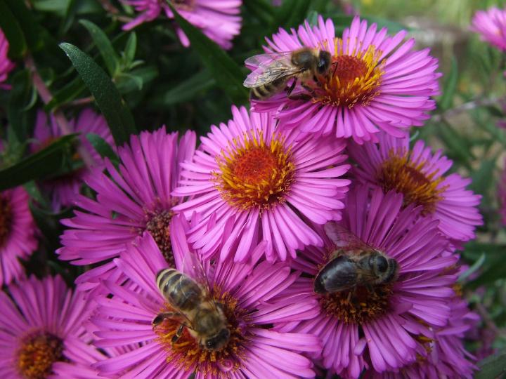 asters