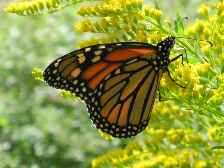 butterflies_and_caterpillars_012_full_width.jpg