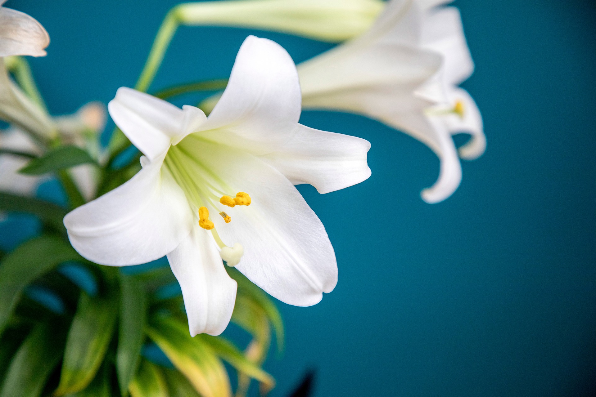 easter lily flowers
