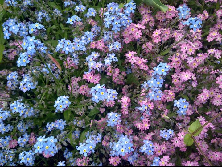 forget me not flowers