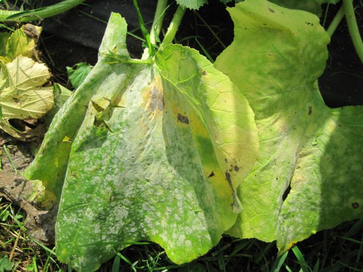 powdery_mildew_007_full_width.jpg