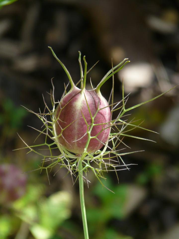Love-in-a-mist seed pod