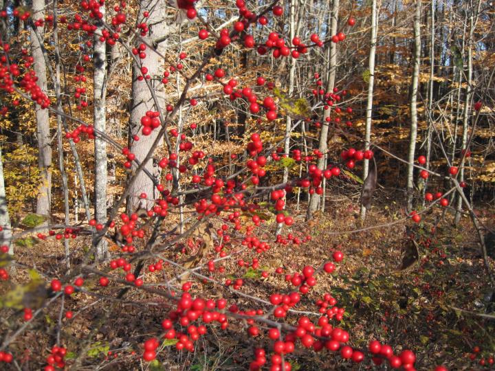 A bright red winterberry