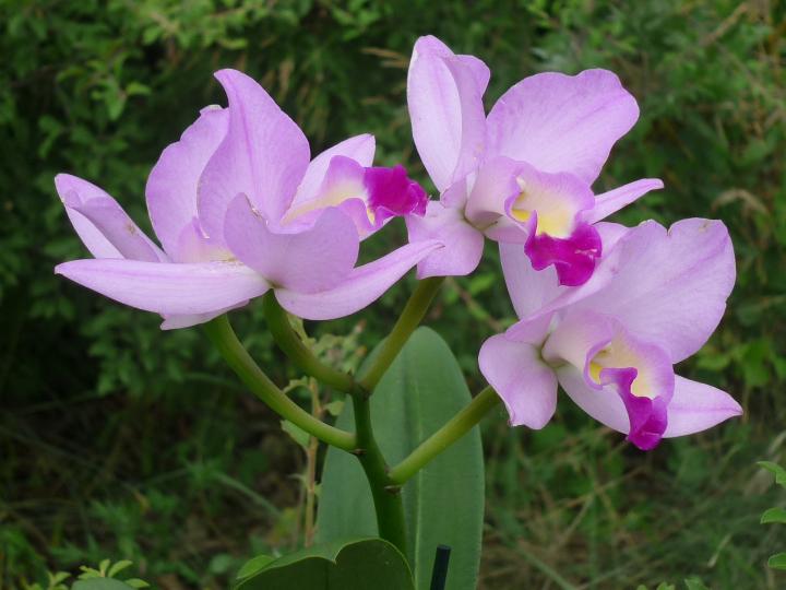 Cattleya orchid