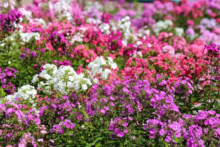 white, pink, and purple Phlox flowers