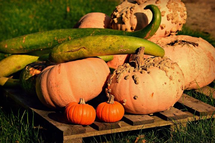 pumpkin-3781141_1280_full_width.jpg