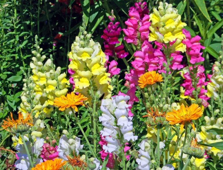 snapdragon-20809_1920_full_width.jpg