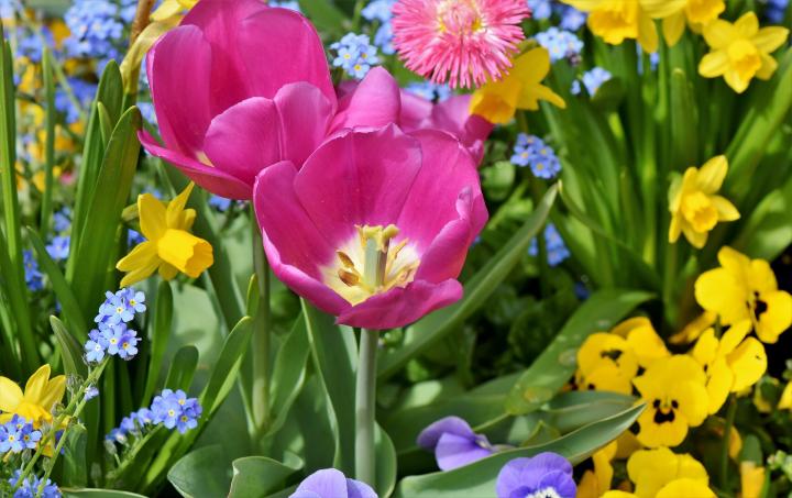 tulips